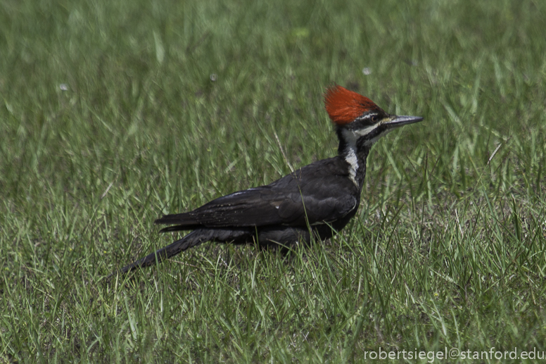 pileated woodpecker